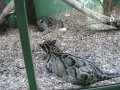 IMGP1173.JPG